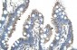 RNF121 antibody - N-terminal region